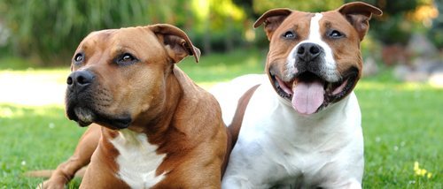 Normativa sobre perros peligrosos en España: aspectos relevantes