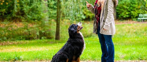 Adiestramiento positivo en perros: cómo llevarlo a cabo