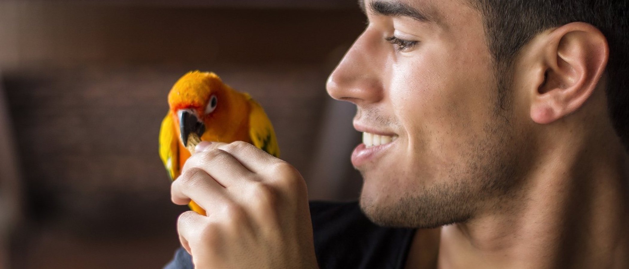 8 razones por las que tener un pájaro como mascota es buena idea