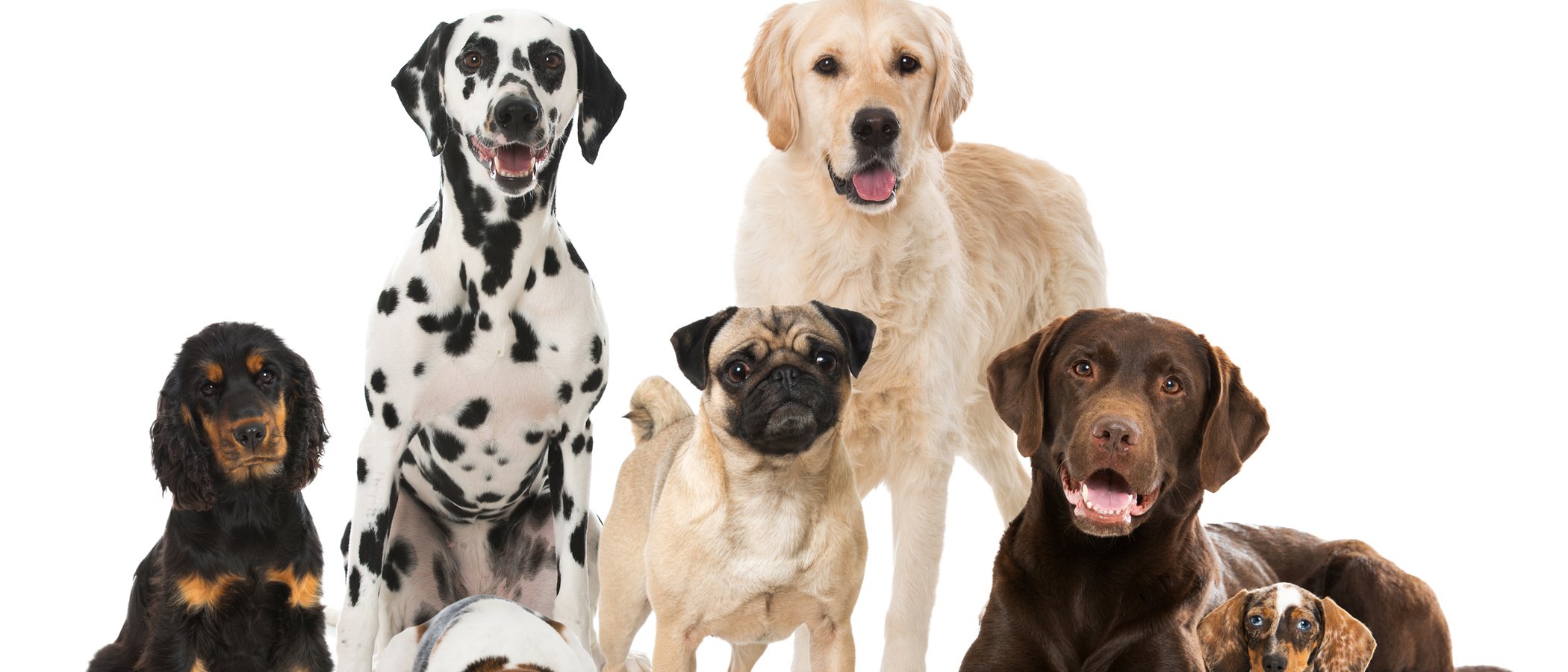 Clasificación de razas de perro por continente: Europa