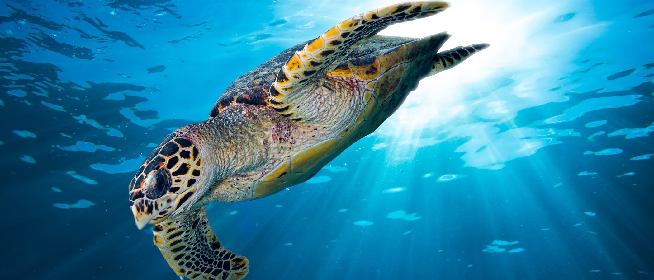 Descubre 15 curiosidades sobre las tortugas