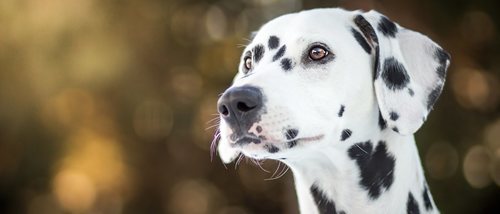 10 curiosidades de los perros dálmata