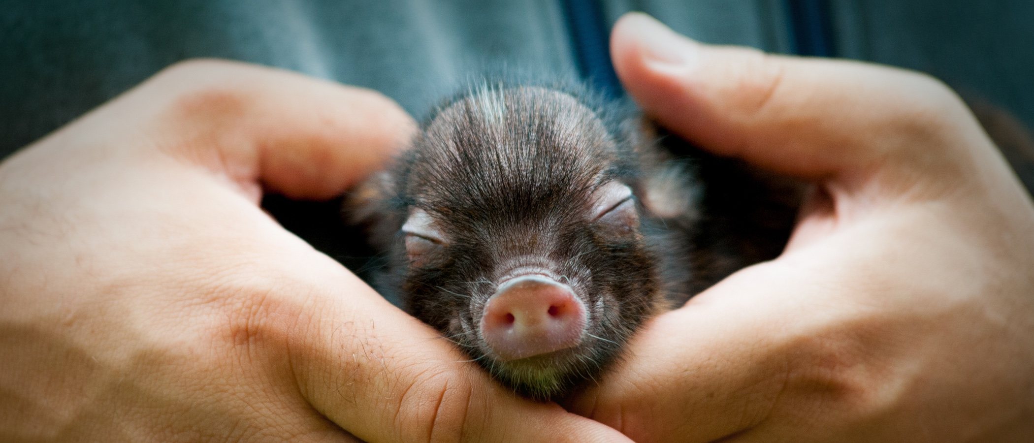 pálido crédito lento Tener un mini pig o cerdo en miniatura como mascota - Bekia Mascotas