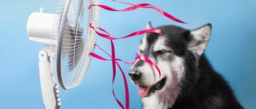 Consejos para que tu perro sobrelleve mejor el calor del verano