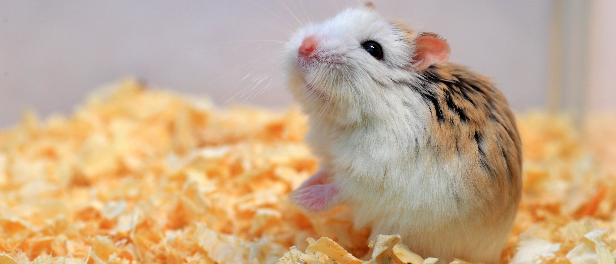 Hámster Roborovskii: todo lo que debes saber sobre este pequeño roedor