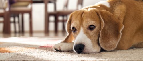 Anemia en perros: síntomas y alimentación