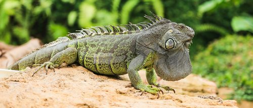 Tipos de iguanas que se pueden tener como mascota