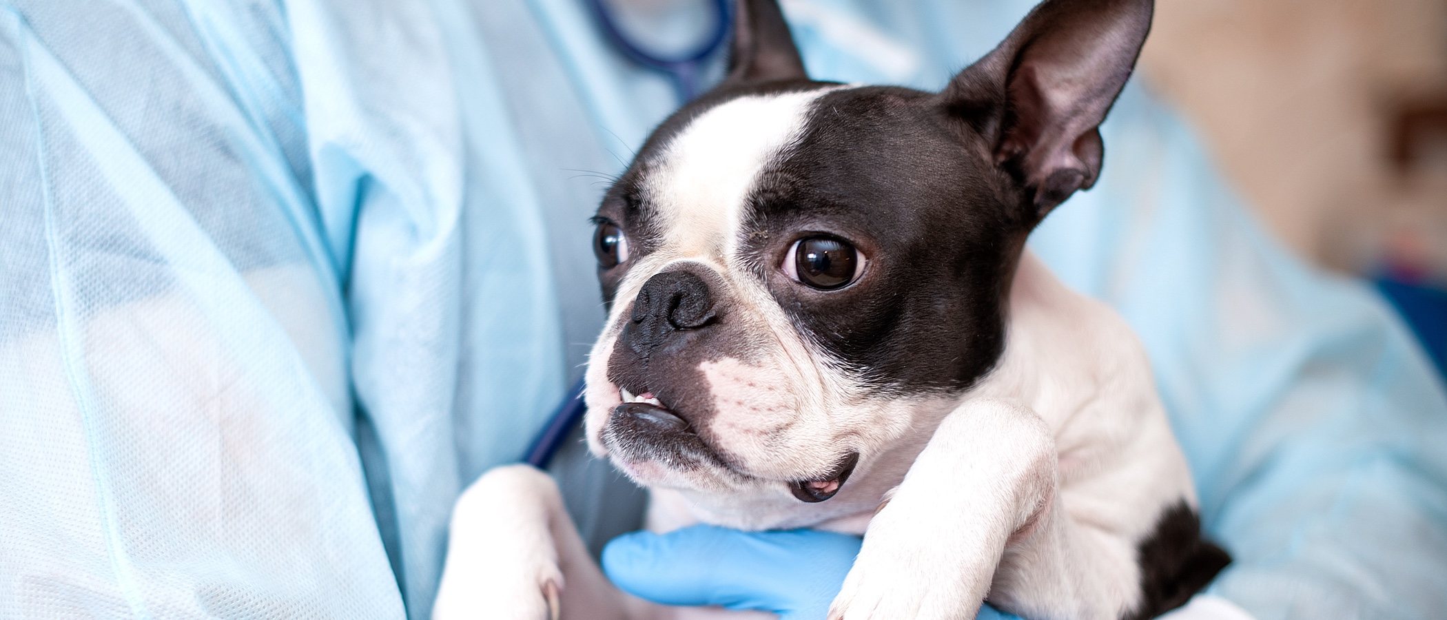 Cómo salvar la vida a tu mascota: primeros auxilios