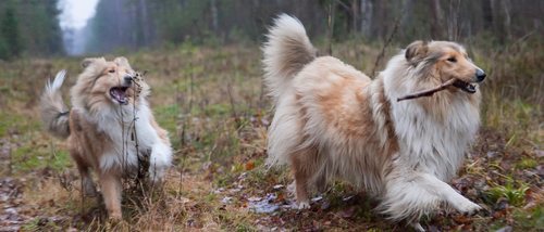 6 razas de perros peludos que te encantarán