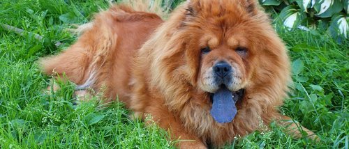 ¿Por qué los perros chow chow tienen la lengua azul?