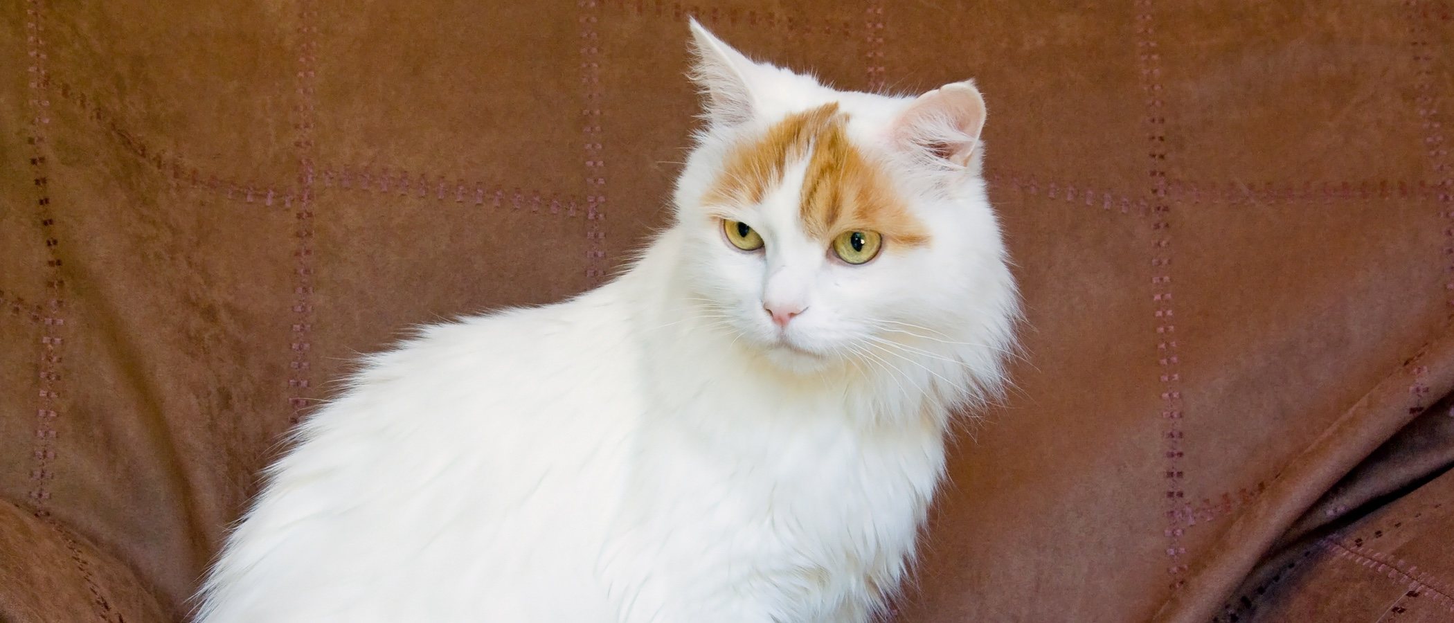 Gato van turco: conoce todo sobre esta raza de felino