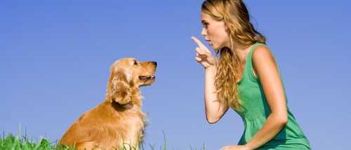 Perros celosos: trucos para educarles