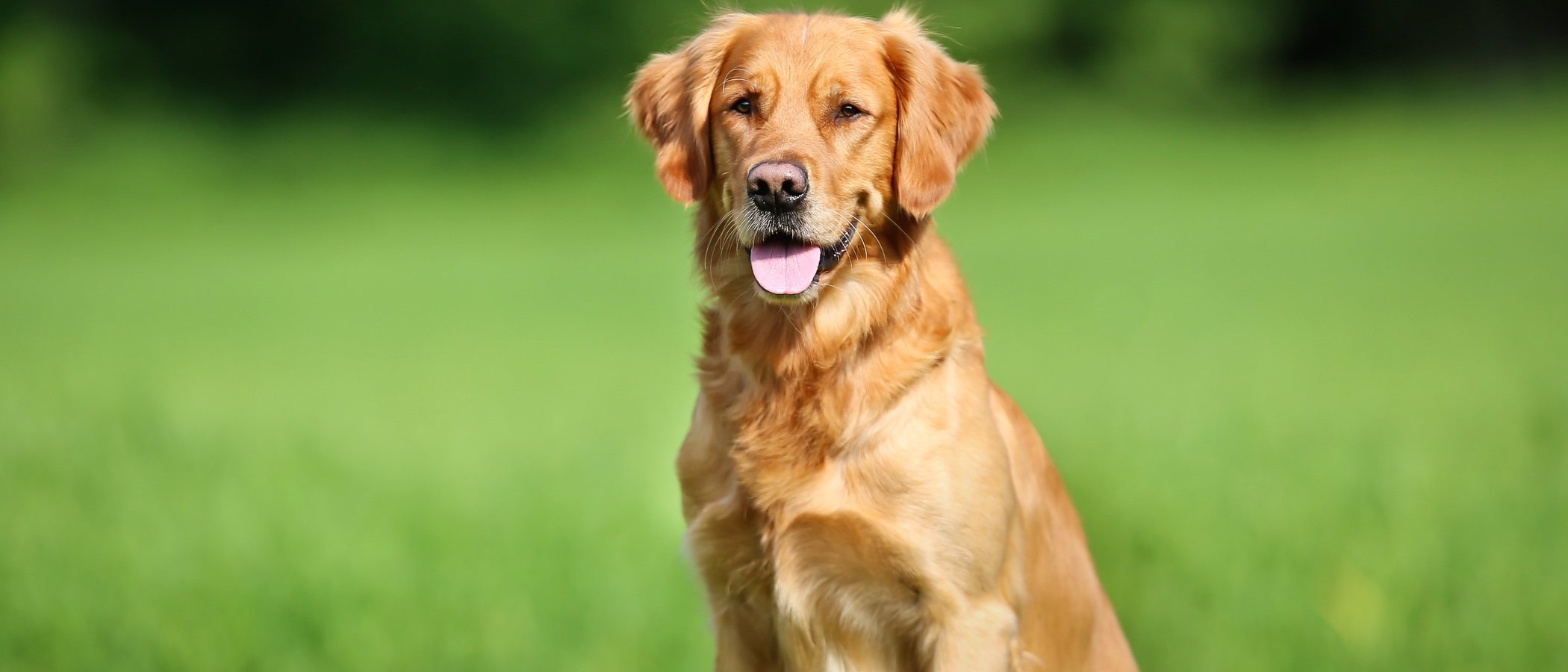 Tener un perro de caza como mascota: cuidados necesarios