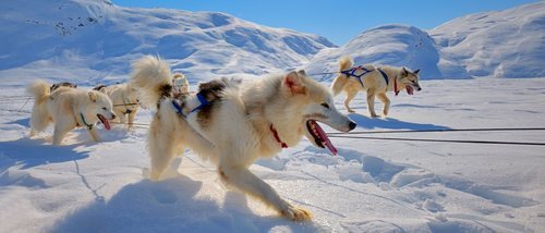 Perro de Groenlandia: conoce todo sobre esta raza de perro