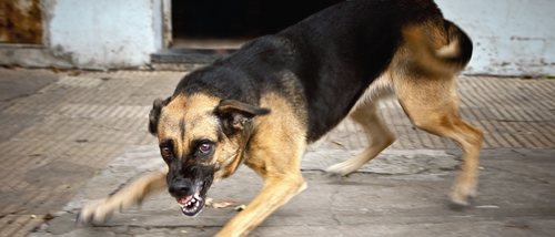 La rabia en perros: cómo detectarla y ponerle solución