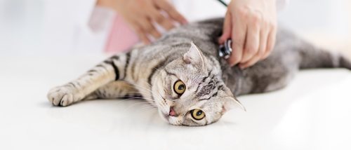 Todo lo que debes saber sobre la esterilización y castración en gatos