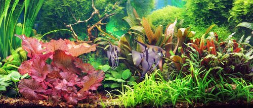 Plantas de acuario: conoce cuáles son las más adecuadas