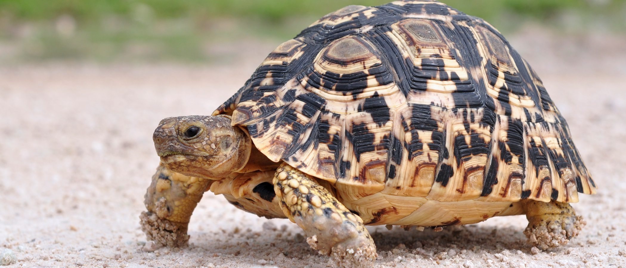 Infección ocular en tortugas: causas y soluciones