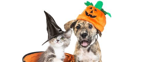 Disfraces caseros de Halloween para tu mascota