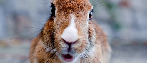 Rabia en conejos: cómo tratarla