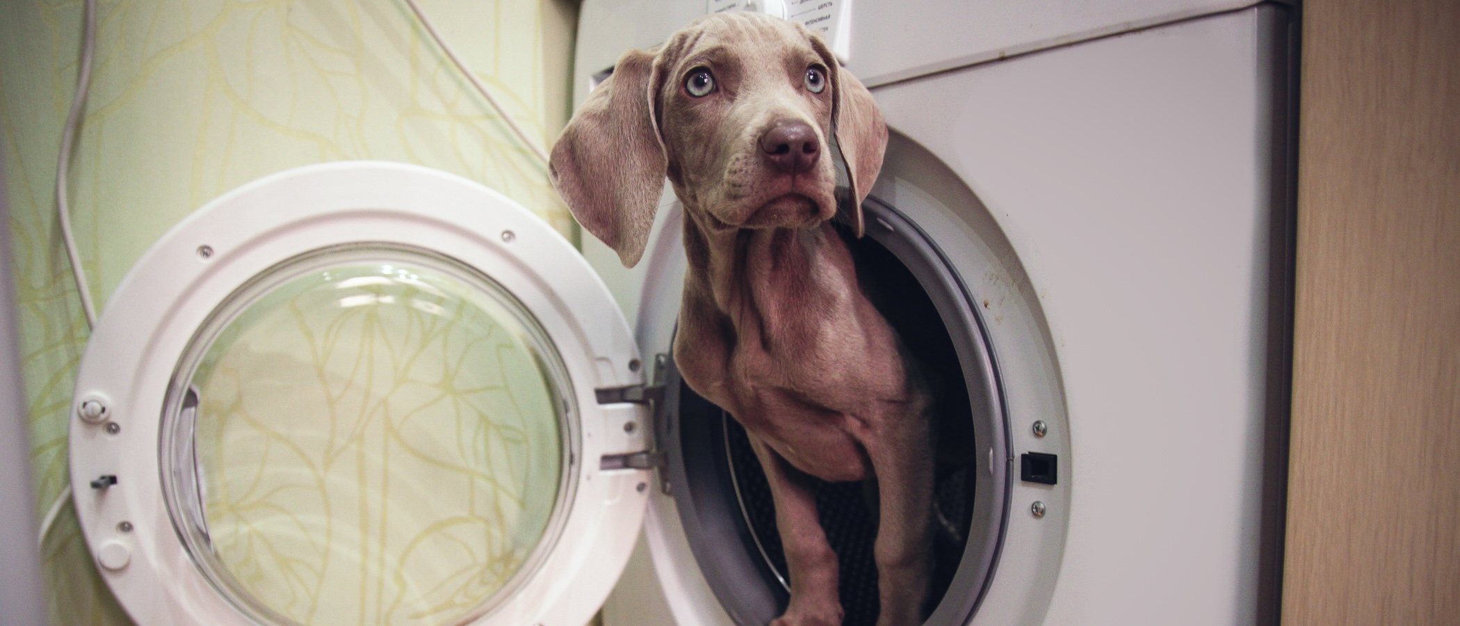 Cómo son las máquinas de lavado para perros