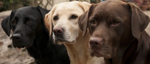 Clasificación de razas de perros por continente: América