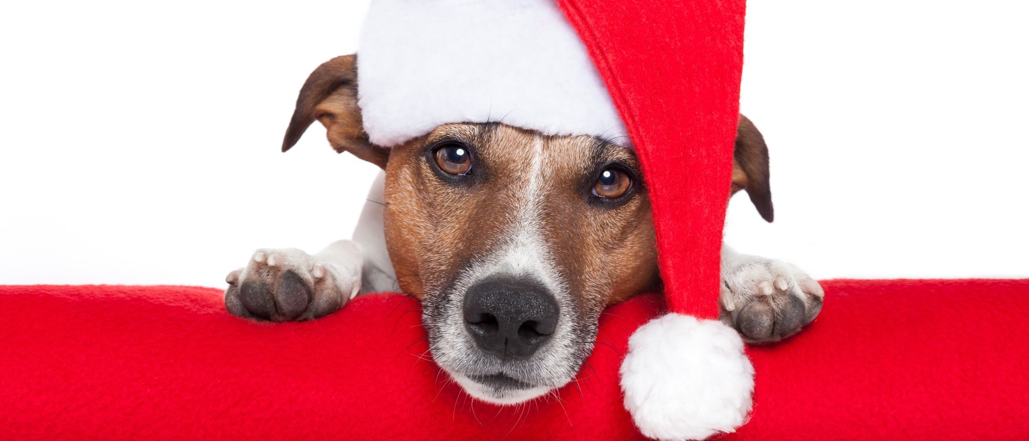 Regalos de Navidad para perros