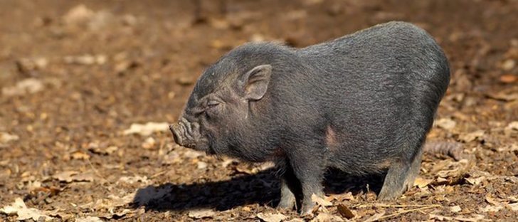 Como Diferenciar Un Cerdo Vietnamita De Un Mini Pig Bekia Mascotas