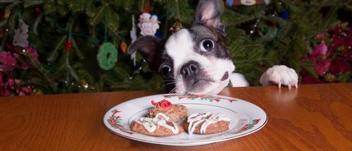 Dulces de Navidad para perros
