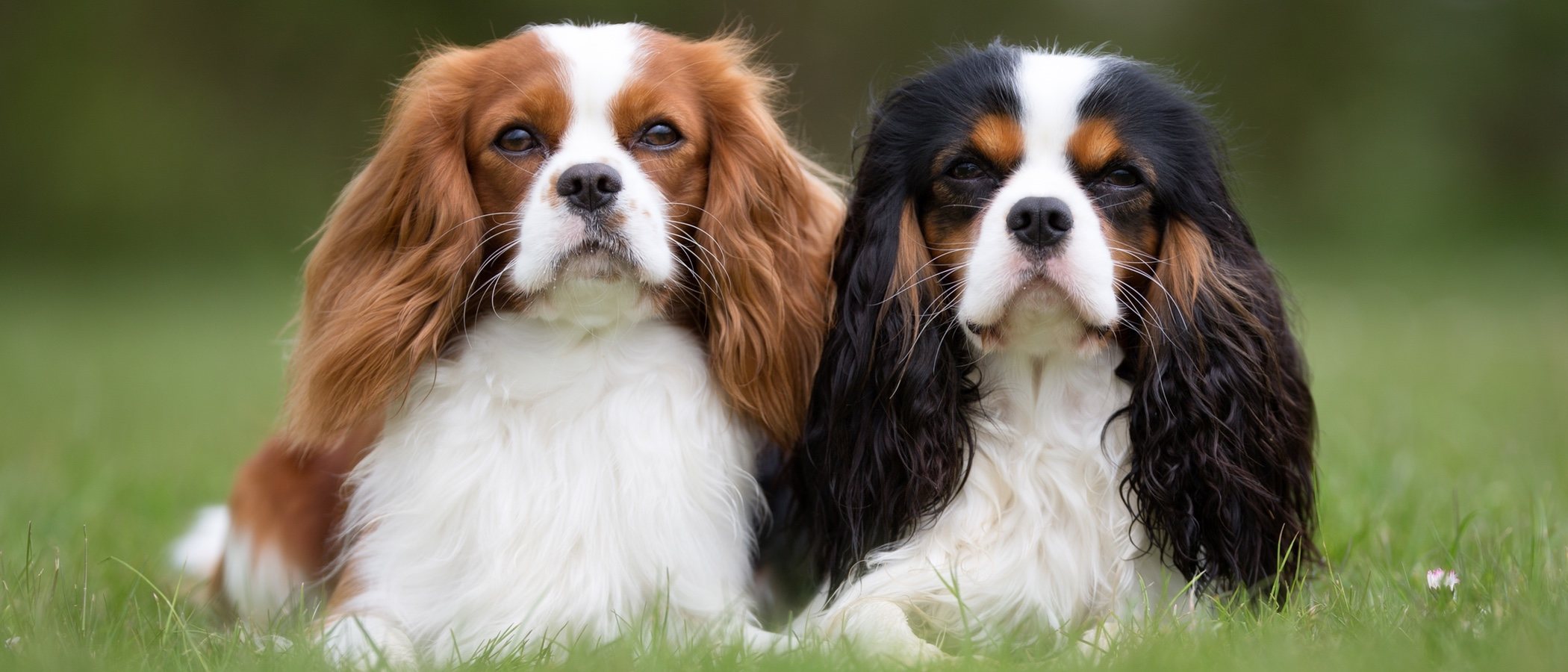 Tipos de Spaniel: conoce los distintos tipos de esta raza de perro