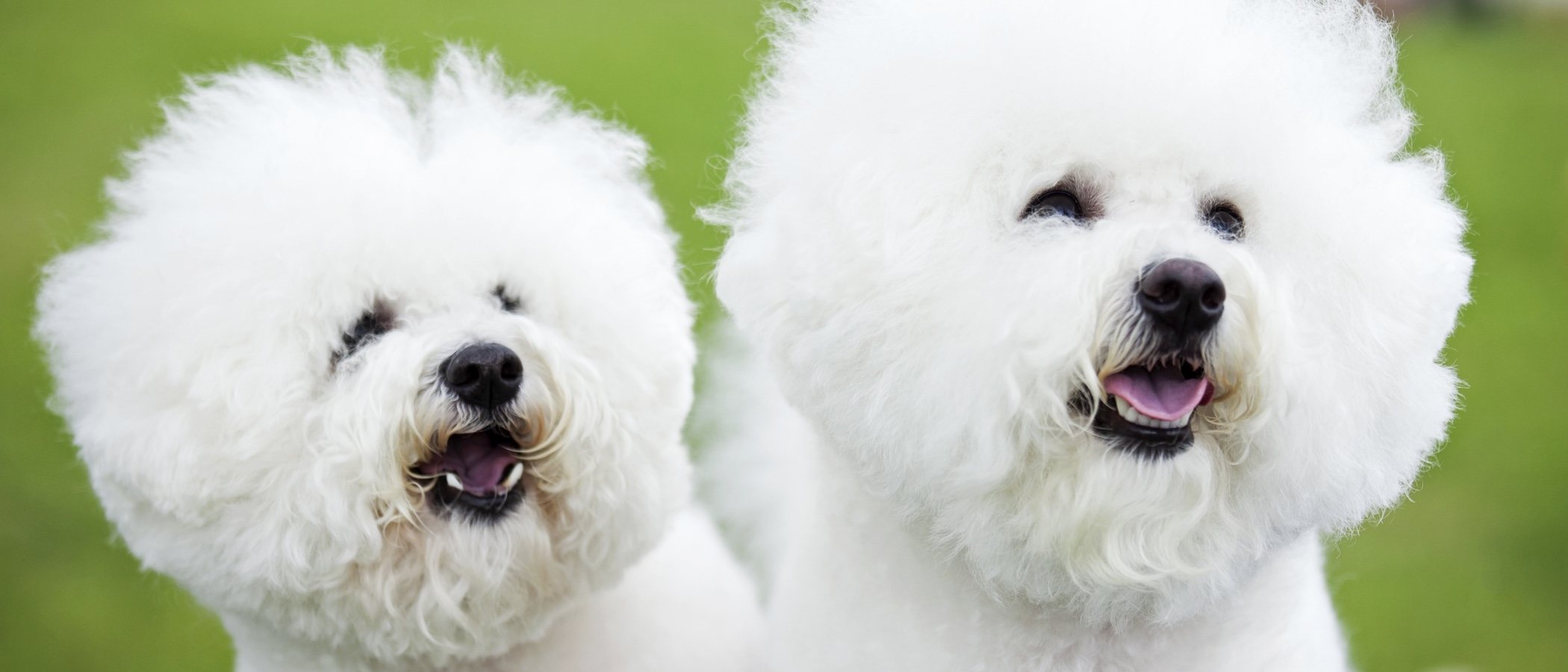 Tarjeta en blanco de cumpleaños Bichon Frise blanca cachorro perro tarjeta  de saludos correo gratuito  eBay
