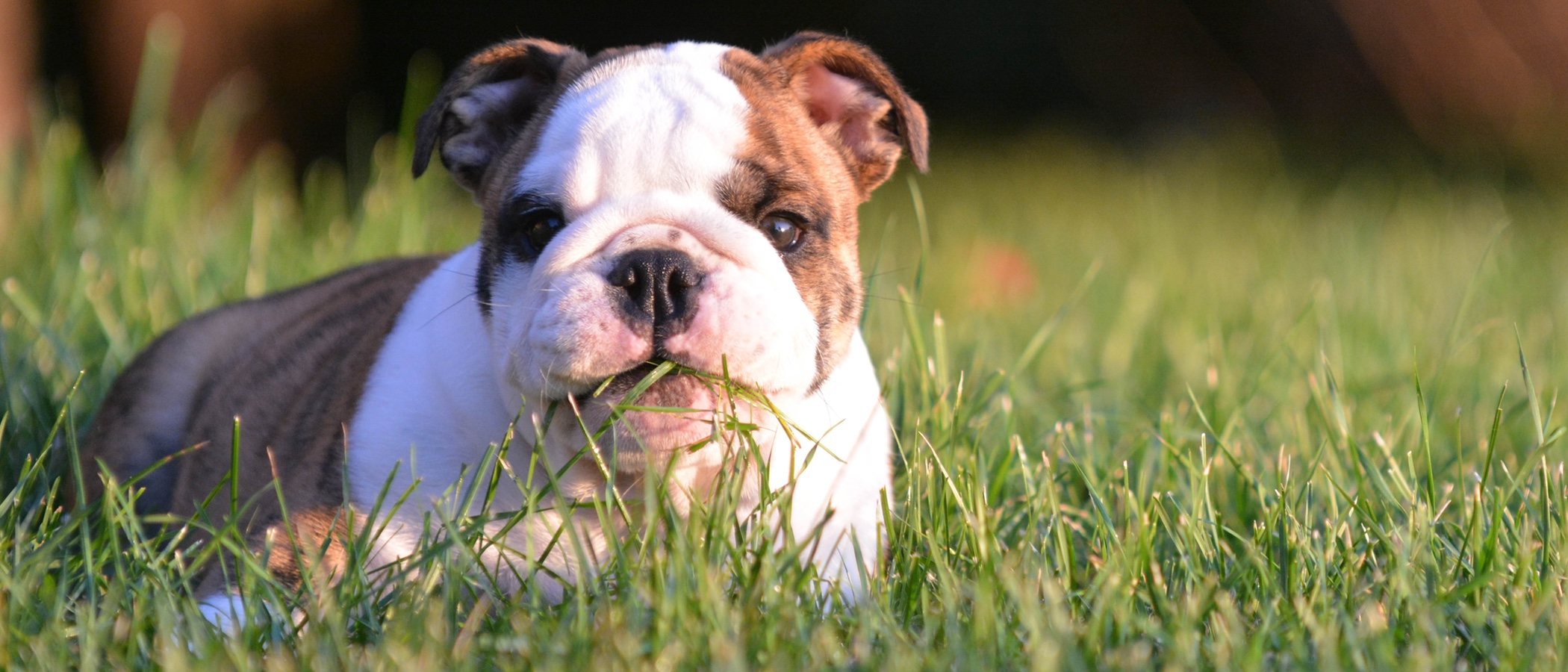 ¿Por qué los perros comen hierba?
