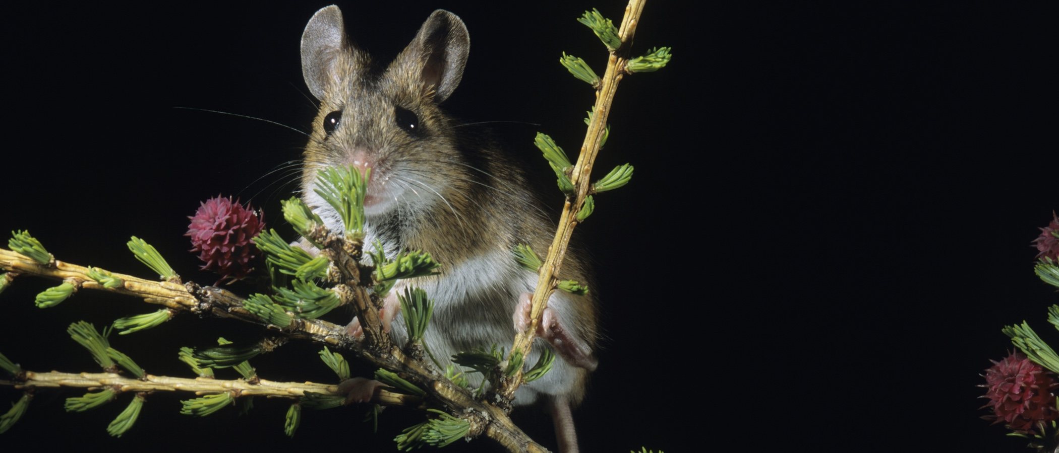 La rata canguro: conoce todo sobre este peculiar animal