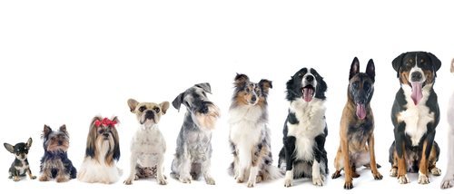 ¿Cuál es la raza de los perros protagonistas de dibujos animados y películas?