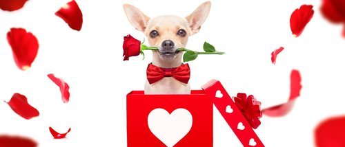Regalos de San Valentín para tu mascota