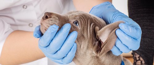 Cataratas en perros: causas y tratamientos