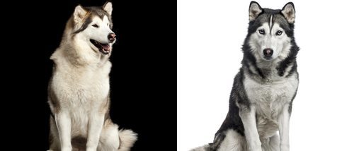 Diferencias entre el Husky Siberiano y el Alaskan Malamute