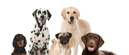 El Museo del perro: estas mascotas ya tienen su propia exposición