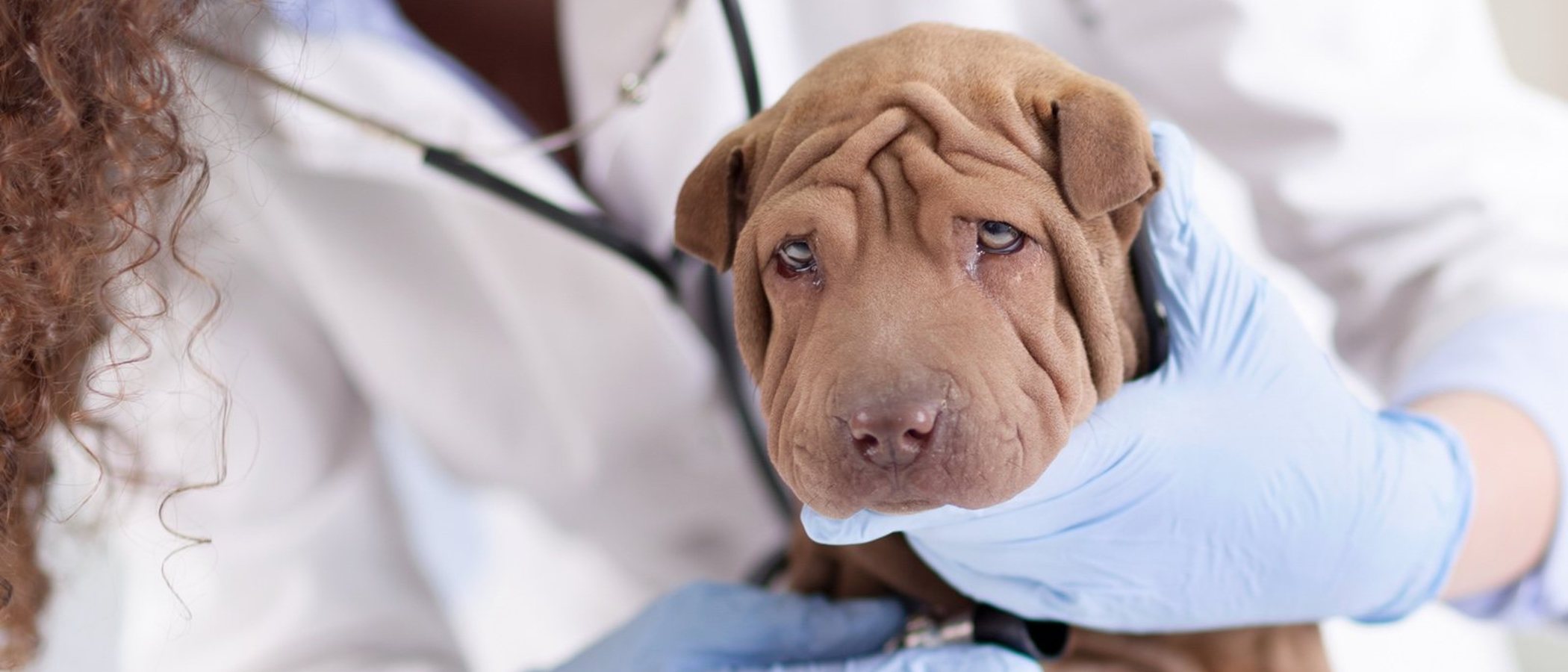 Enteritis en perros: qué es y cómo se soluciona