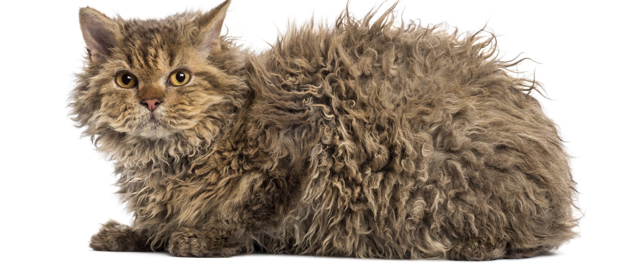 Dispersión arpón hielo Razas de gato: Selkirk Rex - Bekia Mascotas