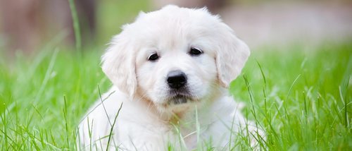 Consejos para mantener limpio el pelo blanco de los perros