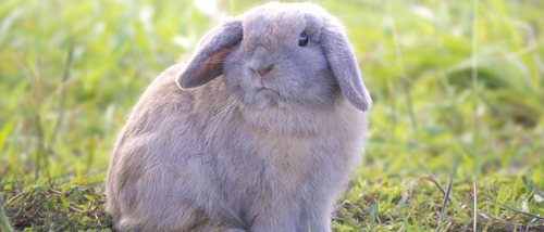 Holland Lop: Conoce todo sobre esta raza de conejo