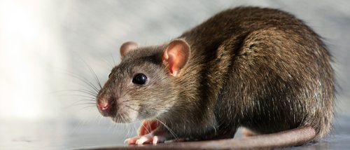 Cómo saber si una rata está embarazada
