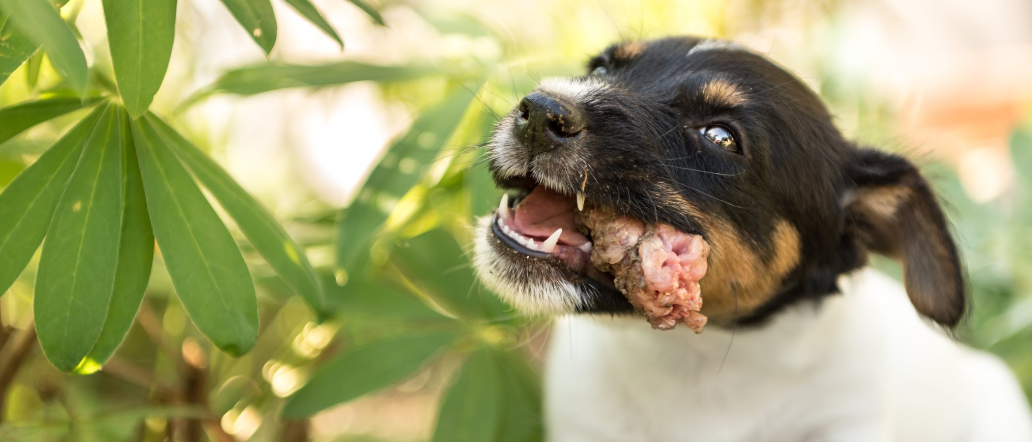 Alimentar a tu perro con pollo crudo es un error: razones