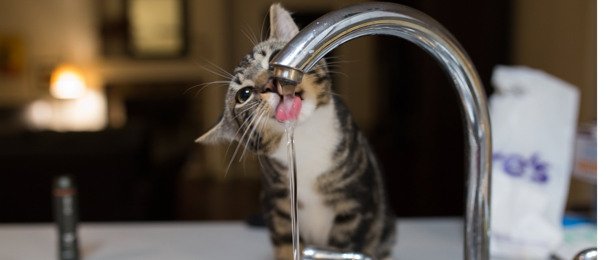 Fuentes de agua para gatos, la mejor manera de cuidarlos