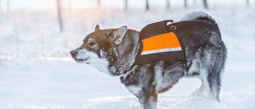 Razas de perro: Elkhound o cazador de alces noruego