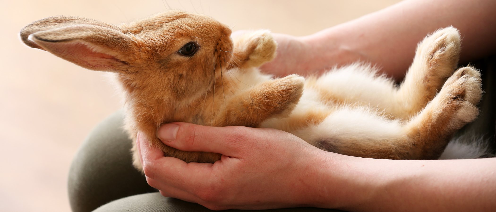 Cómo cuidar a un conejo recién nacido