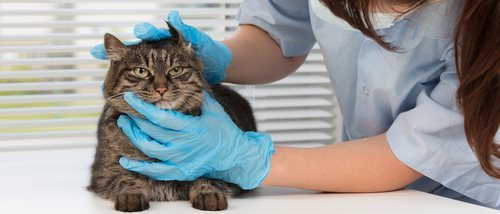 Artritis en gatos: síntomas y tratamiento
