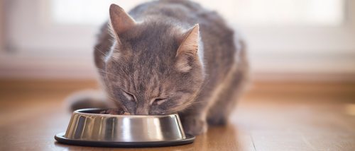 Paté para gatos: recetas caseras