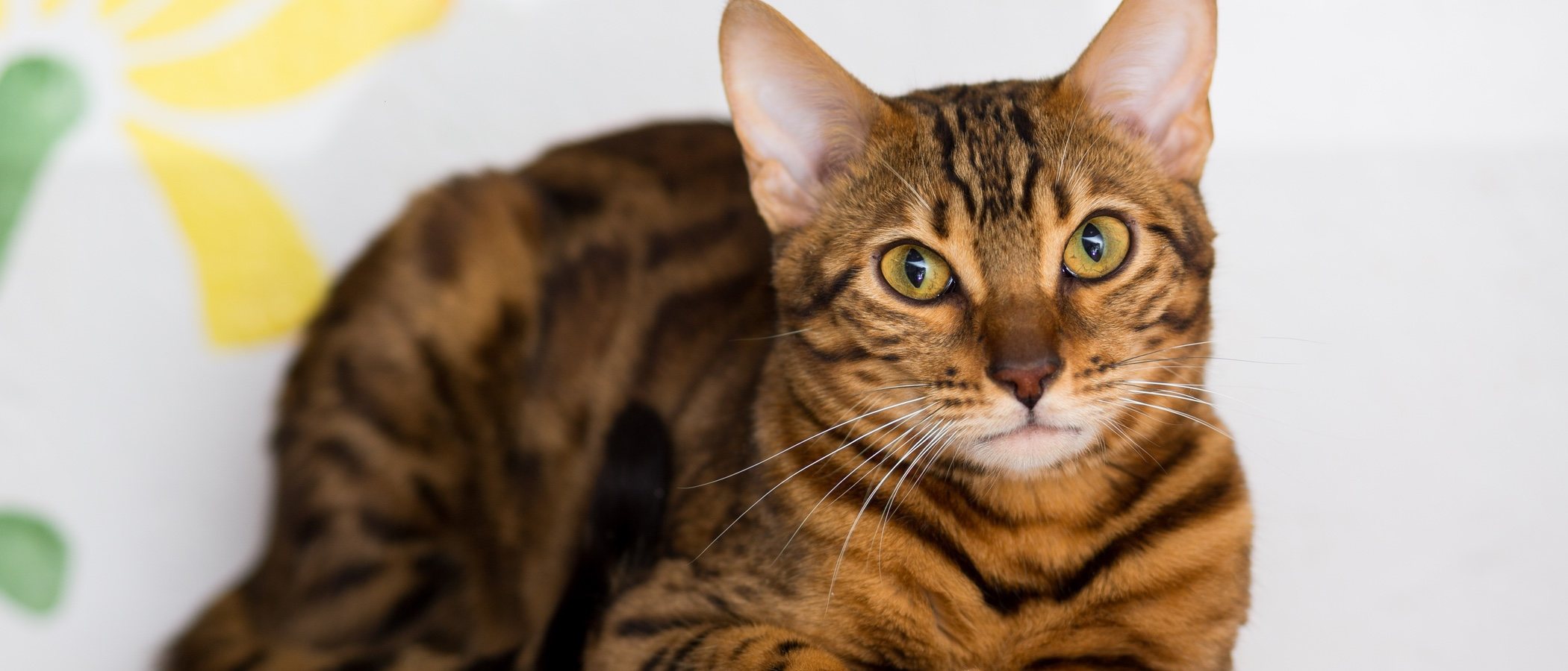 Displasia de cadera en gatos: Todo lo que necesitas saber
